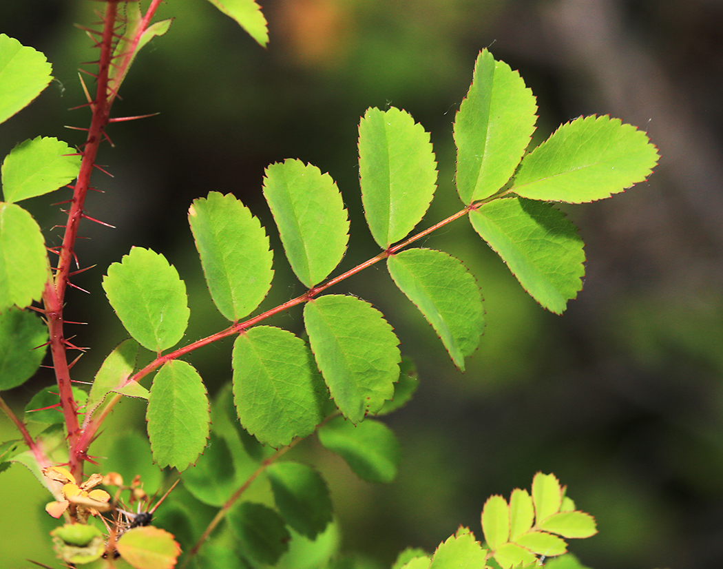 Image of Rosa koreana specimen.