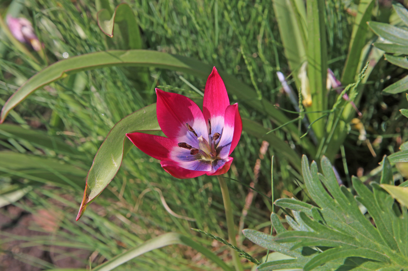 Image of Tulipa humilis specimen.