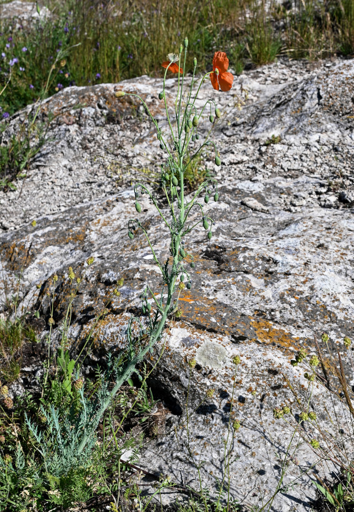 Image of Papaver fugax specimen.