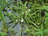 Stratiotes aloides