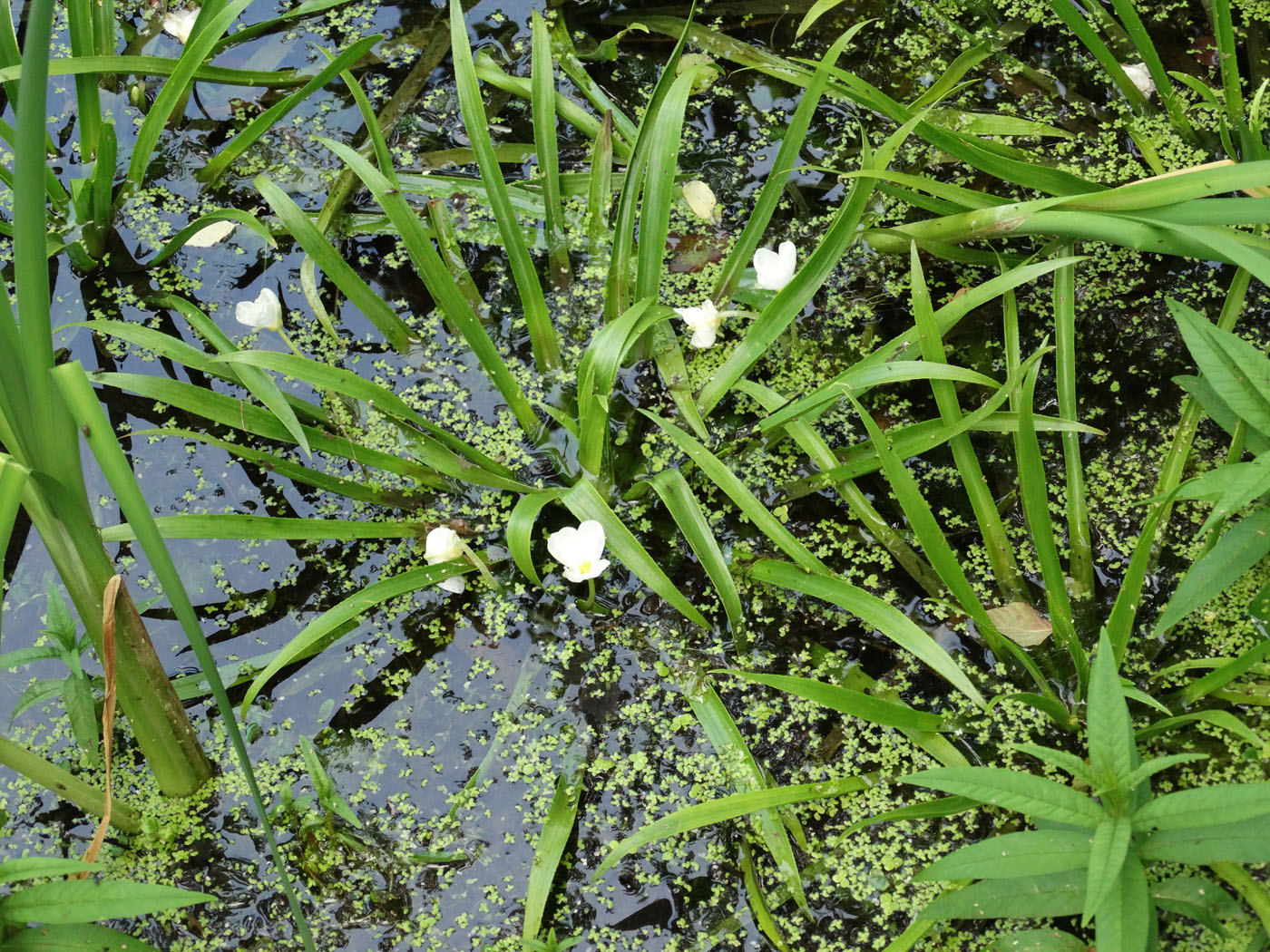 Image of Stratiotes aloides specimen.