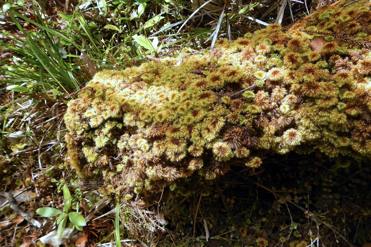 Изображение особи отдел Bryophyta.