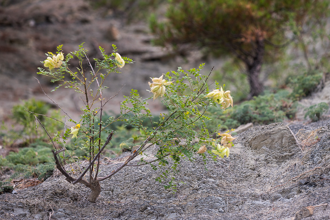 Image of Colutea cilicica specimen.