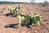 genus Opuntia. Вегетирующие растения. Кения, провинция Рифт-Валли, округ Баринго Каунти, заповедник \"Lake Bogoria Hot Springs\". 01.02.1997.