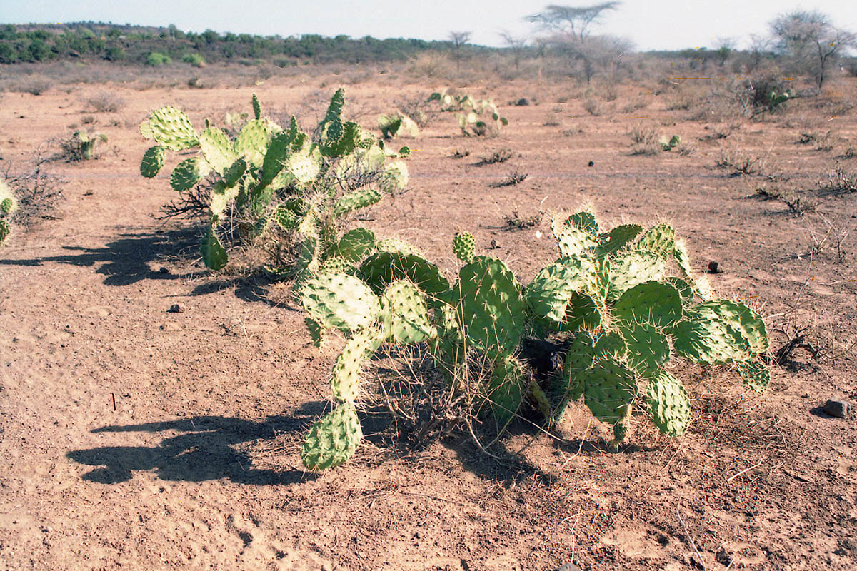 Изображение особи род Opuntia.