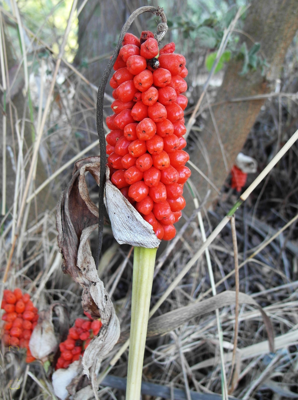 Image of genus Arum specimen.