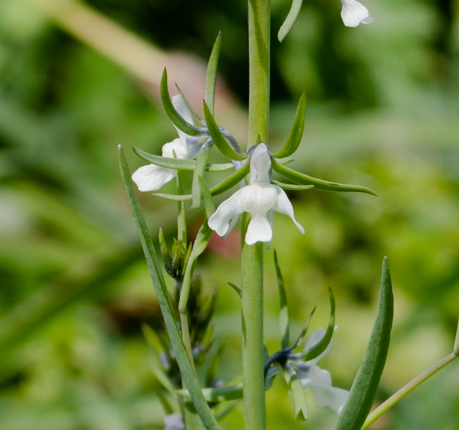 Изображение особи Linaria chalepensis.