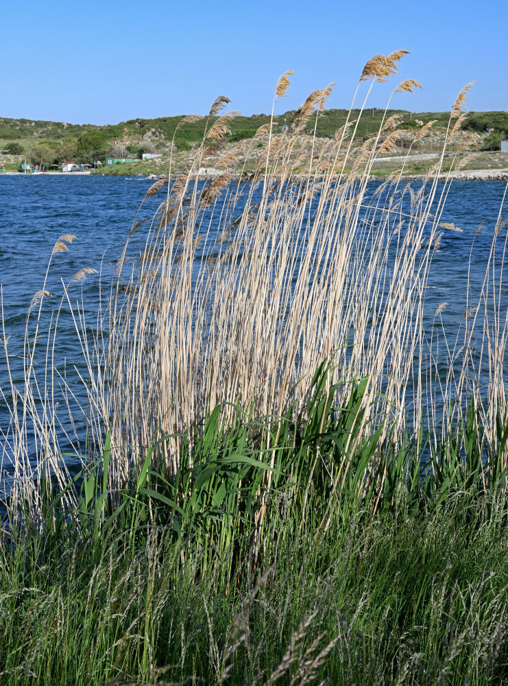 Изображение особи род Phragmites.