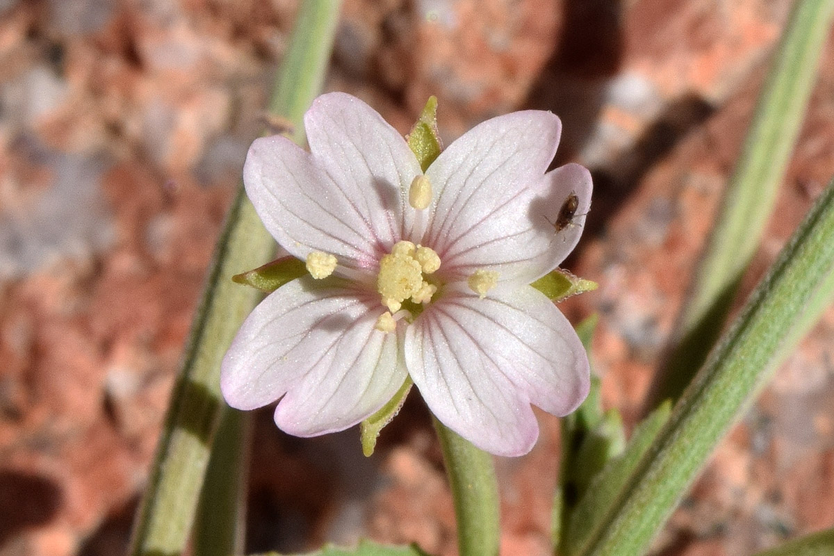 Изображение особи Epilobium cylindricum.