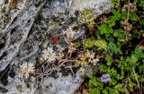 Sedum oppositifolium