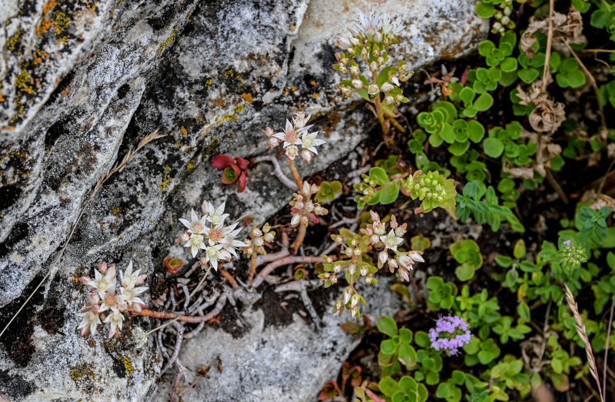 Изображение особи Sedum oppositifolium.