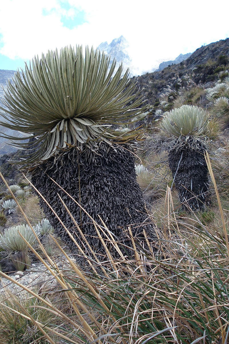 Image of familia Asteraceae specimen.