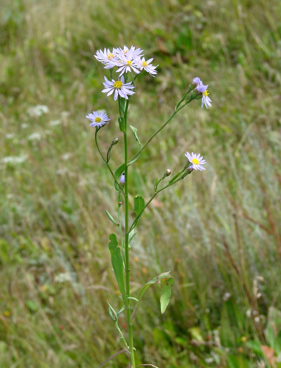 Изображение особи Tripolium pannonicum ssp. tripolium.