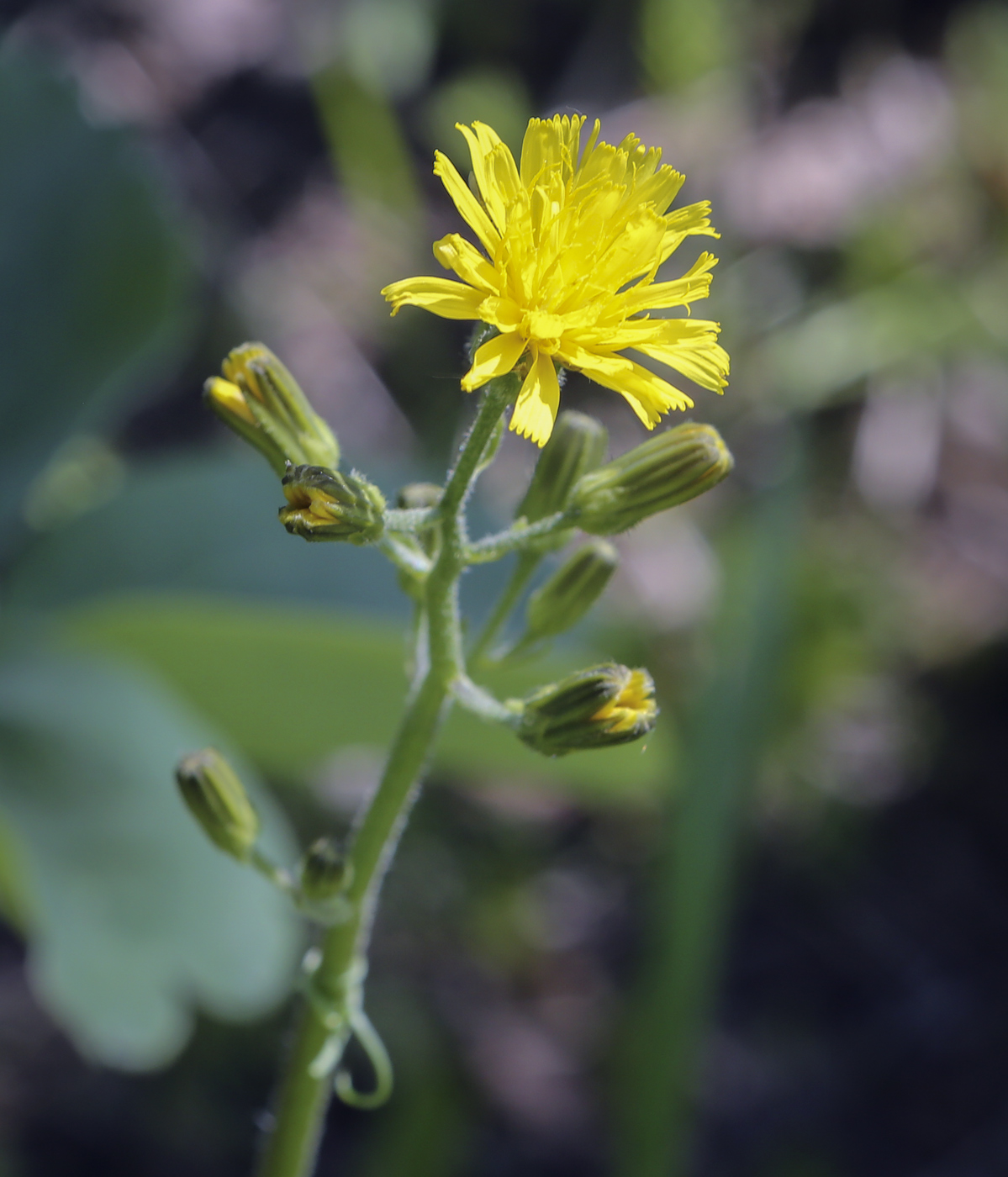 Изображение особи Crepis praemorsa.