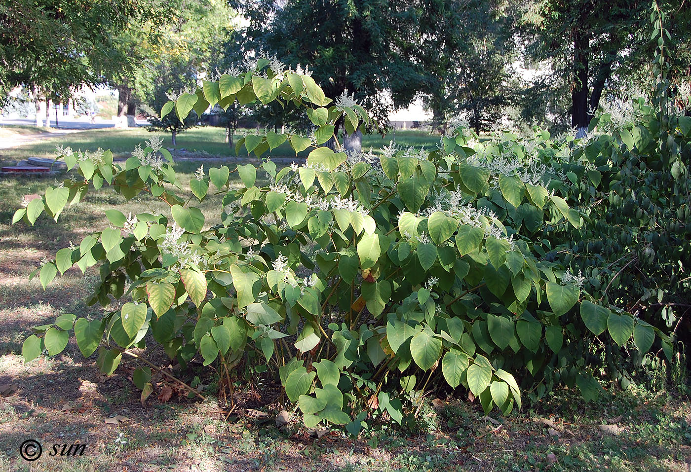 Изображение особи Reynoutria japonica.