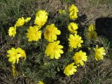 Adonis volgensis