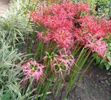 Lycoris radiata. Цветущие растения. Абхазия, г. Сухум, Сухумский ботанический сад. 25.09.2022.