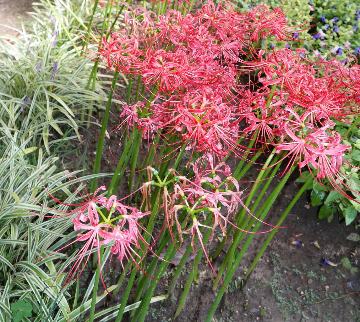 Image of Lycoris radiata specimen.