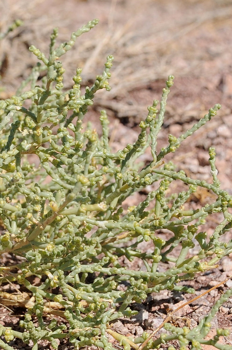 Изображение особи семейство Chenopodiaceae.