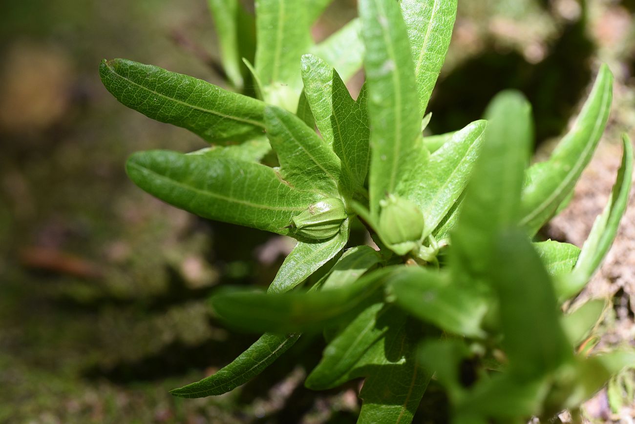 Изображение особи Carpinus betulus.