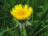 Taraxacum printzii. Распускающееся соцветие. Красноярский край, Новоселовский р-н, окр. спортивно-оздоровительного лагеря \"Политехник\" Сибирского федерального университета, берег Убейского залива Красноярского водохранилища, пойменный луг. 03.06.2022.