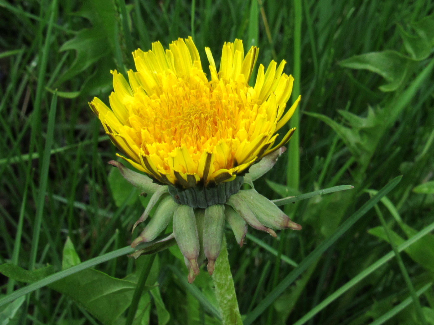 Image of Taraxacum printzii specimen.