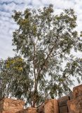 род Eucalyptus