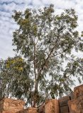genus Eucalyptus