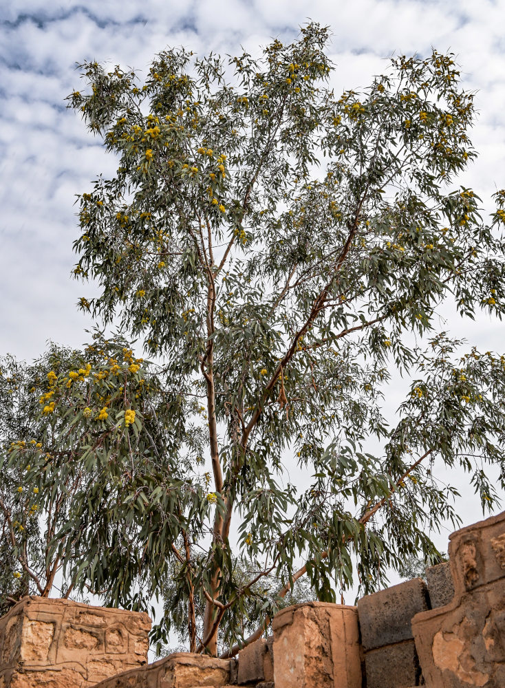 Image of genus Eucalyptus specimen.