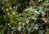 Jasminum azoricum