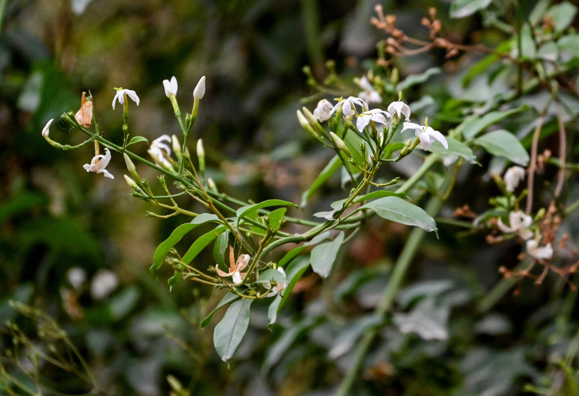 Изображение особи Jasminum azoricum.