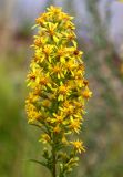 Solidago virgaurea