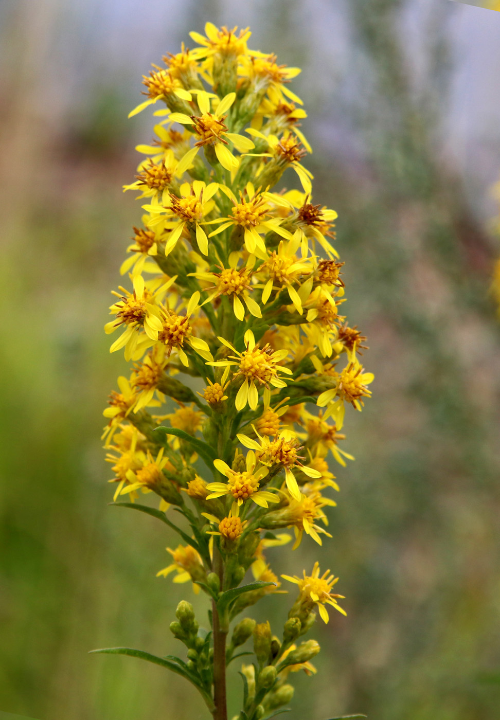 Изображение особи Solidago virgaurea.