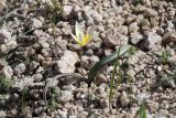 Tulipa turkestanica