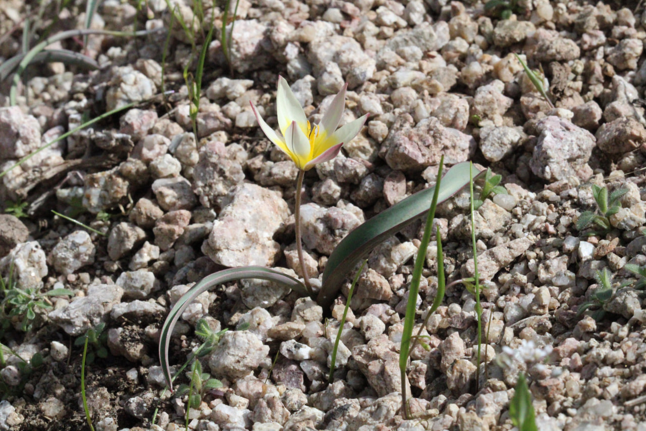 Image of Tulipa turkestanica specimen.