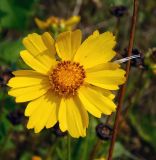 Coreopsis grandiflora