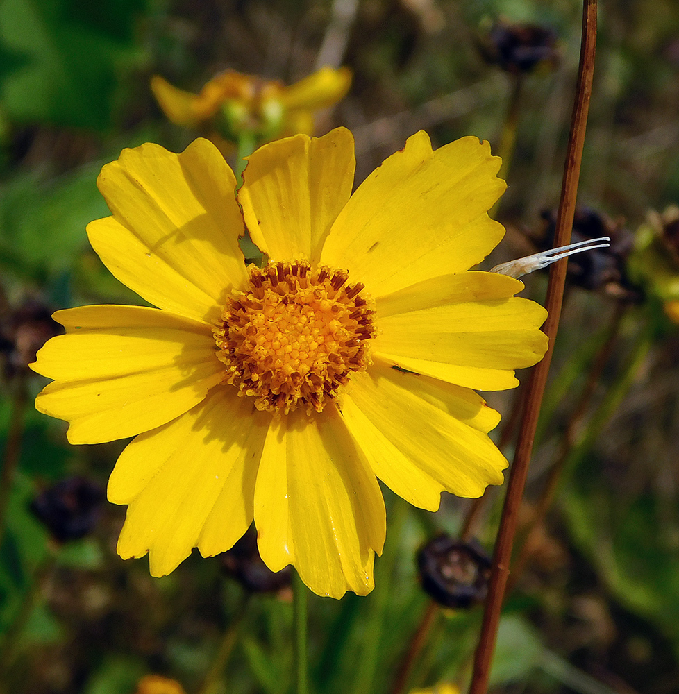 Image of Coreopsis grandiflora specimen.