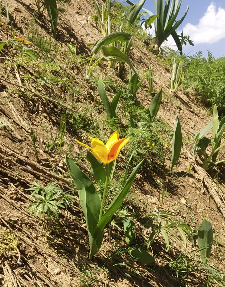 Image of Tulipa tschimganica specimen.