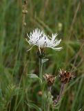 Centaurea cheiranthifolia. Верхушки побегов с соцветием и остатками соплодий. Кабардино-Балкария, долина р. Баксан, конус выноса реки Курмычи, высота 1610 м н.у.м., луг. 24 июля 2022 г.