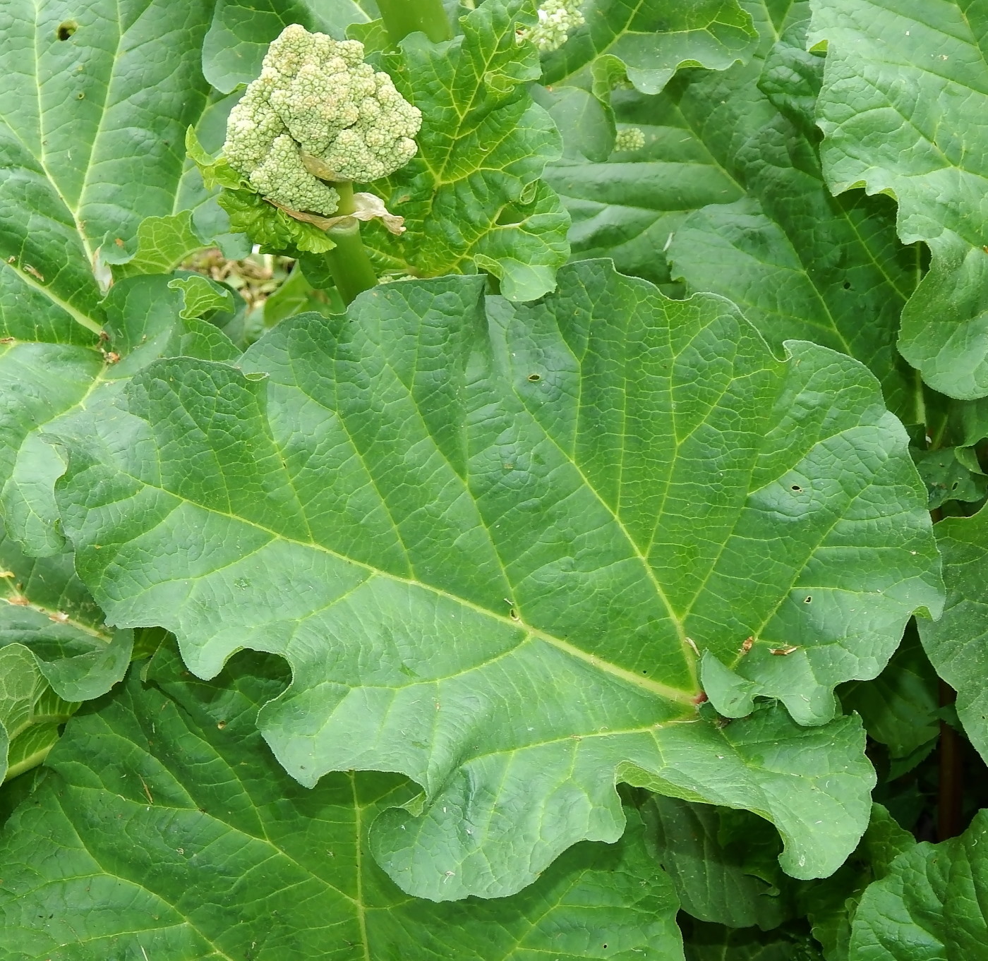Image of Rheum rhabarbarum specimen.