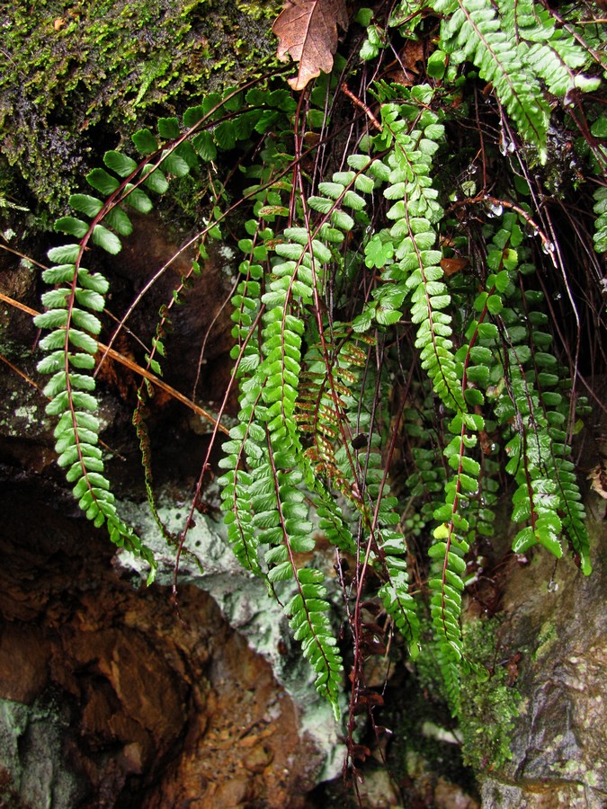 Image of Asplenium trichomanes ssp. quadrivalens specimen.