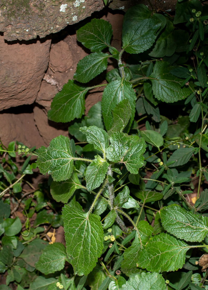 Image of Ageratum houstonianum specimen.