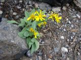View full-size image Senecio paulsenii