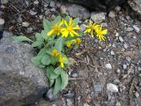 Senecio paulsenii