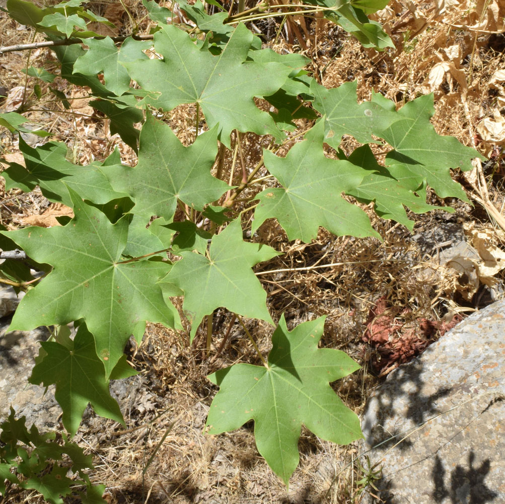 Image of Acer turkestanicum specimen.