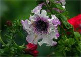 Petunia × atkinsiana. Цветок (махровая форма). Московская обл., Раменский р-н, окр. дер. Хрипань, садовый участок. 11.07.2023.