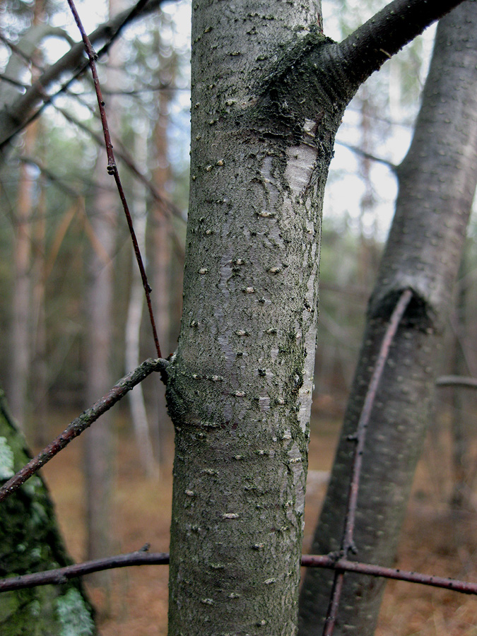 Изображение особи Betula kotulae.