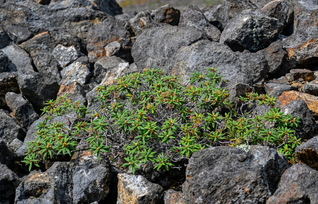 Image of Ledum hypoleucum specimen.