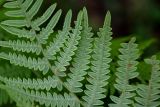 Pteridium tauricum. Часть вайи с сорусами (вид снизу). Грузия, Имеретия, окр. Гелатского монастыря, опушка широколиственного леса. 14.06.2023.