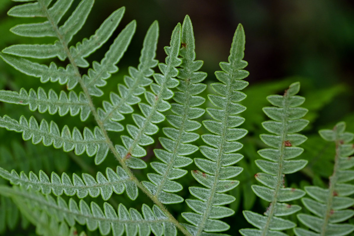 Изображение особи Pteridium tauricum.